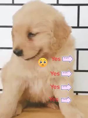 A post by @swj201 on TikTok caption: Would u like to be my friend? ❤❤❤#fyp #foryou #petlover #doglovers #puppylove #dogoftiktok #firend #doggy #puppy #pet #cute