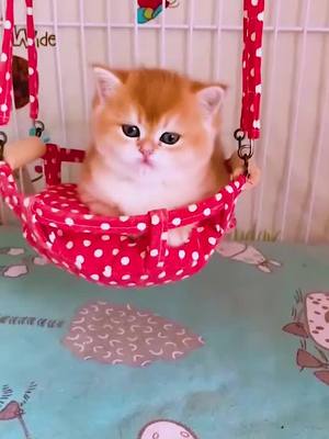 A post by @mcquimadelkz76 on TikTok caption: #fyp #pets #cat #kitty #foryou