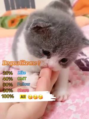 A post by @cat.baby1 on TikTok caption: #CapCut #cat #cute #pet