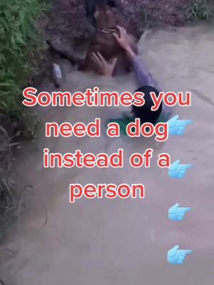 A post by @pet1friend on TikTok caption: Sometimes you need a dog instead of a person #pet #fyp #foryou #dog