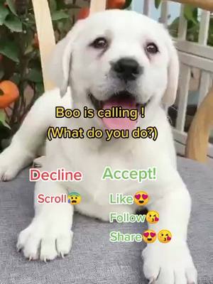 A post by @swj201 on TikTok caption: What do you do? 😍  #foryoupage #reallife #cutedogsoftiktok #doggy #dogoftiktok #tiktok #pet #cute #petlover #doglovers #puppylove