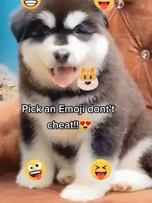 A post by @swj201 on TikTok caption: What did u pick? 😊  #petlover #puppylove #doglovers #cute #pet #tiktok #dogoftiktok #doggy #cutedogsoftiktok #reallife #foryoupage #foryou