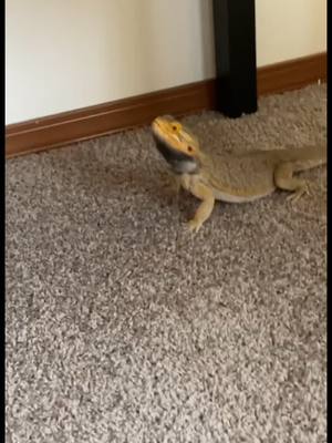 A post by @gsxrgirl002 on TikTok caption: Bearded dragons all have personalities. Mine is a mamas boy. #TheChallengeAllStars #DSWCutLoose #JustAddBriskZero #beardiesoftiktok #beardeddragon