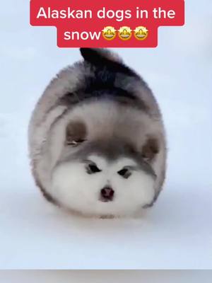 A post by @leinuo0802 on TikTok caption: Alaskan dogs in the snow🤩🤩🤩#TheChallengeAllStars #cute #dog #alaska