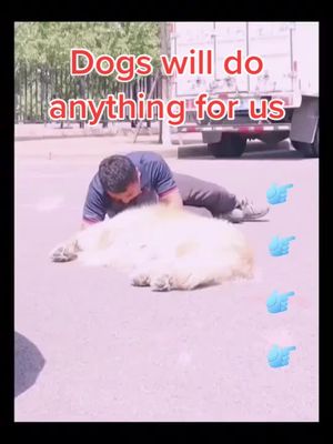 A post by @pet1friend on TikTok caption: The dog sacrificed himself for him!#pet #fyp #foryou #dog #friendship