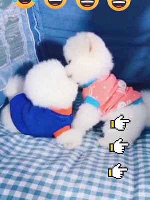 A post by @doglove3746 on TikTok caption: I can't stop every time I see the opposite sex.😂😂😂#friends #pet #cut #dog #fyp #kid #foryou #TheChallengeAllStars #DSWCutLoose #GoForTheHandful