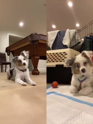 A post by @daisy..and..friends on TikTok caption: #duet with @daisy..and..friends look how much Lily pup has grown!! 🥰#foryou #viral #puppy