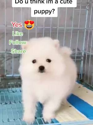 A post by @swj201 on TikTok caption: Do u think im a cute puppy? #foryoupage #fyp #dogoftiktok #foryou #doggy #pet #cute #puppylove #puppy #tiktok