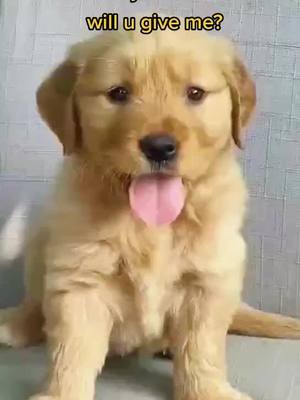 A post by @swj201 on TikTok caption: How many notifications will u give me? 😍😍😘  #puppy #puppylove #cute #pet #notification #foryou #cutedogsoftiktok #foryoupage