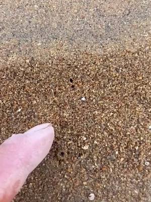 A post by @serr.fran on TikTok caption: #fyp #foryou #sea #fish #fishing #beachcomb