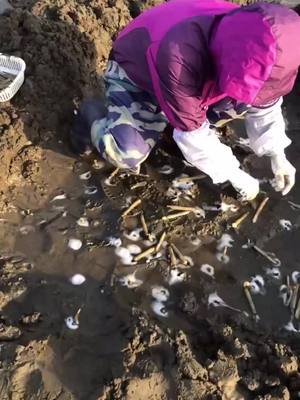 A post by @johnsondavid20 on TikTok caption: People at the seaside work every day. #seaside #seafood #fyp