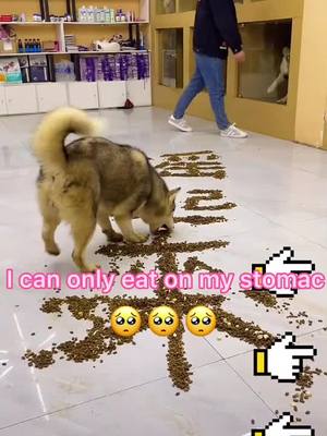 A post by @dogduo0 on TikTok caption: I can only eat on my stomac 🥺🥺#poor #dog #fyp