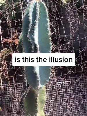 A post by @funfunclu_b on TikTok caption: #funny #fun #magic #illusion #TheChallengeAllStars #foryou #foryoupage #fyp #specialeffect