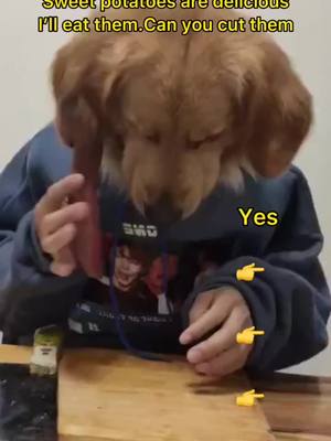 A post by @loveanimals686 on TikTok caption: #fyp #doggo #cute per what do you like to eat