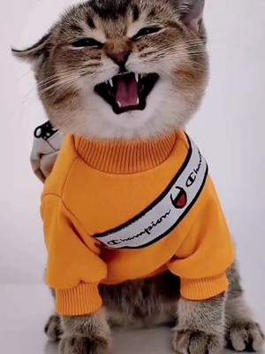 A post by @kittystories2021 on TikTok caption: Which cat melts your heart? #fyp #kitty #catoftiktok #smilingcat #kittensoftiktok