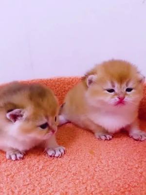 A post by @mcquimadelkz76 on TikTok caption: Can l be your baby?#fyp #pets #cat #kitty #foryou