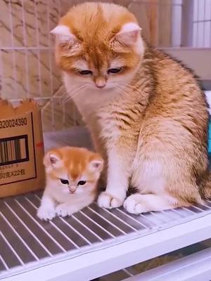 A post by @mcquimadelkz76 on TikTok caption: #fyp #pets #cat #kitty #foryou