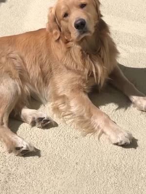 A post by @landothebrave on TikTok caption: I dare you mom, I dare you. #goldenretriever #badboy #justkidding #weloveyou #fyp #dailyfluff #summertan #layout