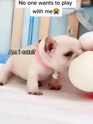 A post by @swj201 on TikTok caption: Would u like to play with me? #cute #doglovers #petlover #puppy #cutedogsoftiktok #foryoupage #tiktok #fpy