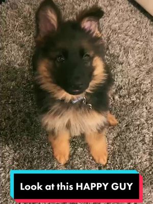 A post by @kaiser_n_frens on TikTok caption: Such happy🐶🐾🥰#dogsoftiktok #fyp #happydog #puppiesoftiktok #cute #puppy