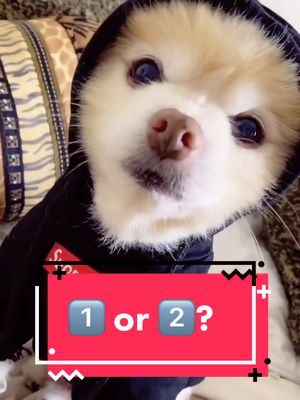 A post by @luccathepom on TikTok caption: What do you think?! 1️⃣ or 2️⃣ ? #dogsoftiktokviral #dogsoftiktok #pomeranian #rap #pomeraniansoftiktok #puppy