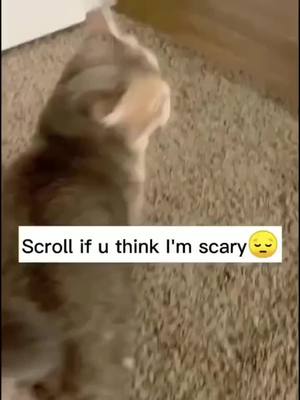 A post by @test007_cat on TikTok caption: #greenscreenvideo #fyp #pet #foryou