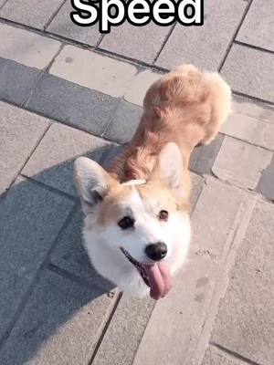 A post by @freeyomindk on TikTok caption: Fast af boi#corgi#lowrider#dogs