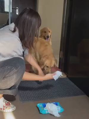 A post by @julitongb on TikTok caption: Can meet is fatefyp #trending #foryou #foryoupage #viral #tiktok #pet #The dog #Golden retriever #Big dogs