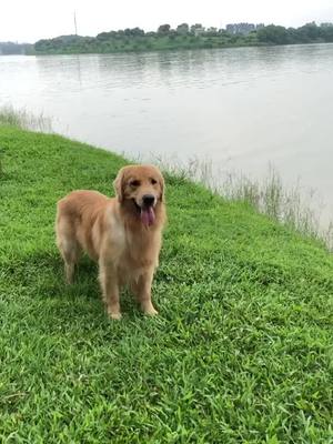 A post by @julitongd on TikTok caption: Owning a dog makes you richerfyp #trending #foryou #foryoupage #viral #tiktok #Golden retriever #Big dogs #Of pet