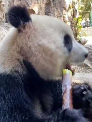 A post by @pethomed on TikTok caption: I'll kiss you when I eat bamboo.#foryou #animal #panda