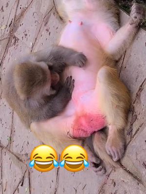 A post by @sharon9661 on TikTok caption: #monkey #animal #funny #fyp