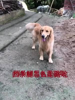 A post by @julitongb on TikTok caption: Accompany your partnerfyp #trending #foryou #foryoupage #viral #tiktok #Of pet #Golden retriever #The dog #pet #Big dogs