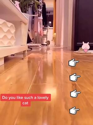 A post by @jjy215749 on TikTok caption: Do you want to hold me #fyp #cat #babycat #tiktok