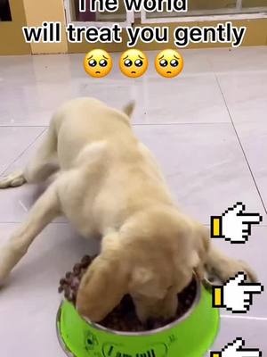 A post by @dogduo0 on TikTok caption: The world will treat you gently 🥺#poor #dog #fyp #pet