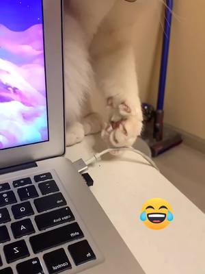 A post by @petlover_99 on TikTok caption: #funnyvideos #catsoftiktok #petlover #foryourpage