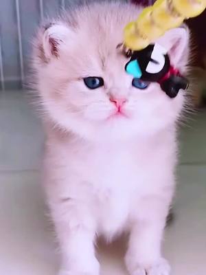 A post by @mcquimadelkz76 on TikTok caption: Can l be your baby?#fyp #pets #cat #kitty #foryou