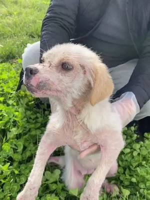 A post by @cutepetsstories on TikTok caption: Poor puppy was lying on the lawn when found her, nothing to eat#puppy#cutepuppy #doglovers #hungrydog