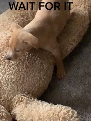 A post by @kelsaryana203 on TikTok caption: he loves his teddy 😂🧸 #Simba #dogsoftiktok #fyp #puppy #furbaby #dogmom #foryoupagedoesntwork