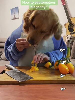 A post by @cutepetsstories on TikTok caption: Do you think that’s a elegant way to eat tomatoes ?#doggy #cutepuppy #hungrydog #pets #tomatos #cuttomato