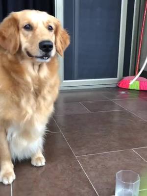 A post by @julitongd on TikTok caption: Man needs freedom and so does a dogfyp #trending #foryou #foryoupage #viral #tiktok #Of pet #Golden retriever #The dog #pet #Big dogs