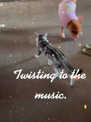 A post by @petpet_cute on TikTok caption: Twisting to the music. #music #dance #petlover #animalsdoingthings #happy