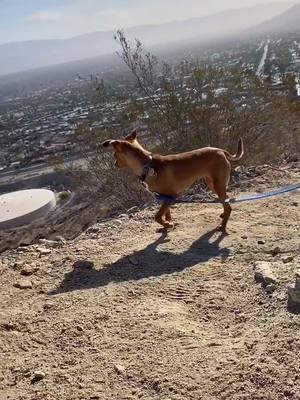 A post by @nickfryy on TikTok caption: Hiking with the doggo 🐕 #Hiking #dog #puppy #doggo #nature