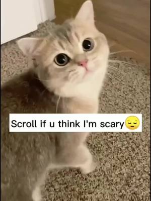 A post by @test007_cat on TikTok caption: #greenscreenvideo #fyp #pet #cat