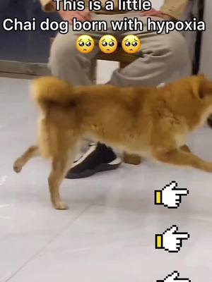 A post by @dogduo0 on TikTok caption: This is a little Chai dog born with hypoxia.Do you like me?🥺🥺#poor #dog #fyp #pet