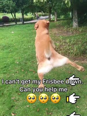 A post by @dogduo0 on TikTok caption: I can’t get my Frisbee down Can you help me 🥺🥺#poor #dog #fyp