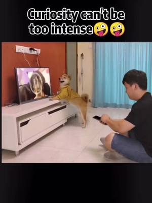 A post by @dodobabydoy on TikTok caption: #fyp #foryou #funnydog #mycrib #dog