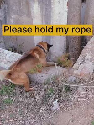 A post by @cutepetsstories on TikTok caption: When owner is in danger，what will he do?#dogsavehuman #dogofticktok #cutepuppylover #pets #doglovers #puppy