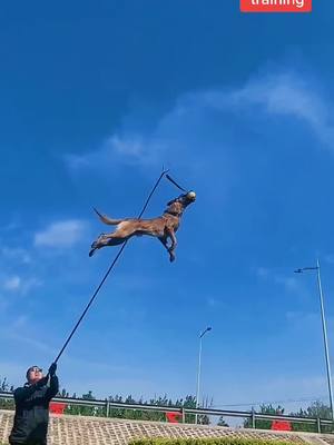 A post by @cutepetsstories on TikTok caption: Dog daily training#trainingdog #trainer #dogofticktok #puppy #dog #dogstory