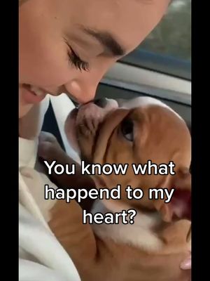 A post by @itsritosworld on TikTok caption: #fyp #englishbulldogpuppy #englishbulldog #puppy #puppylove #dog