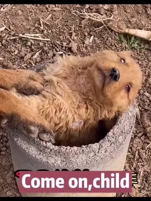 A post by @pet1friend on TikTok caption: #pet #fyp #foryou #dog #friendship